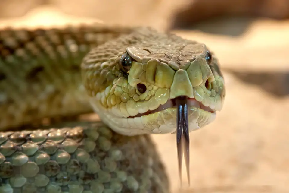 Giải mã ý nghĩa khi nằm mơ thấy rắn cắn – Nằm mơ thấy rắn cắn đánh số gì?